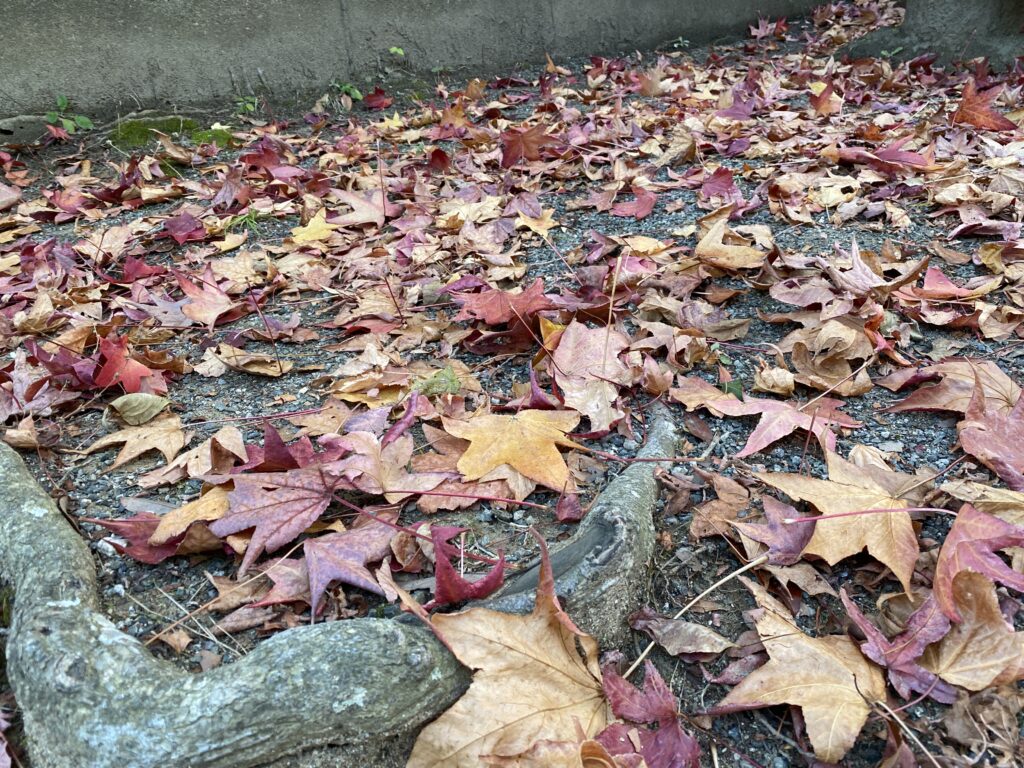 近所の公園の落ち葉