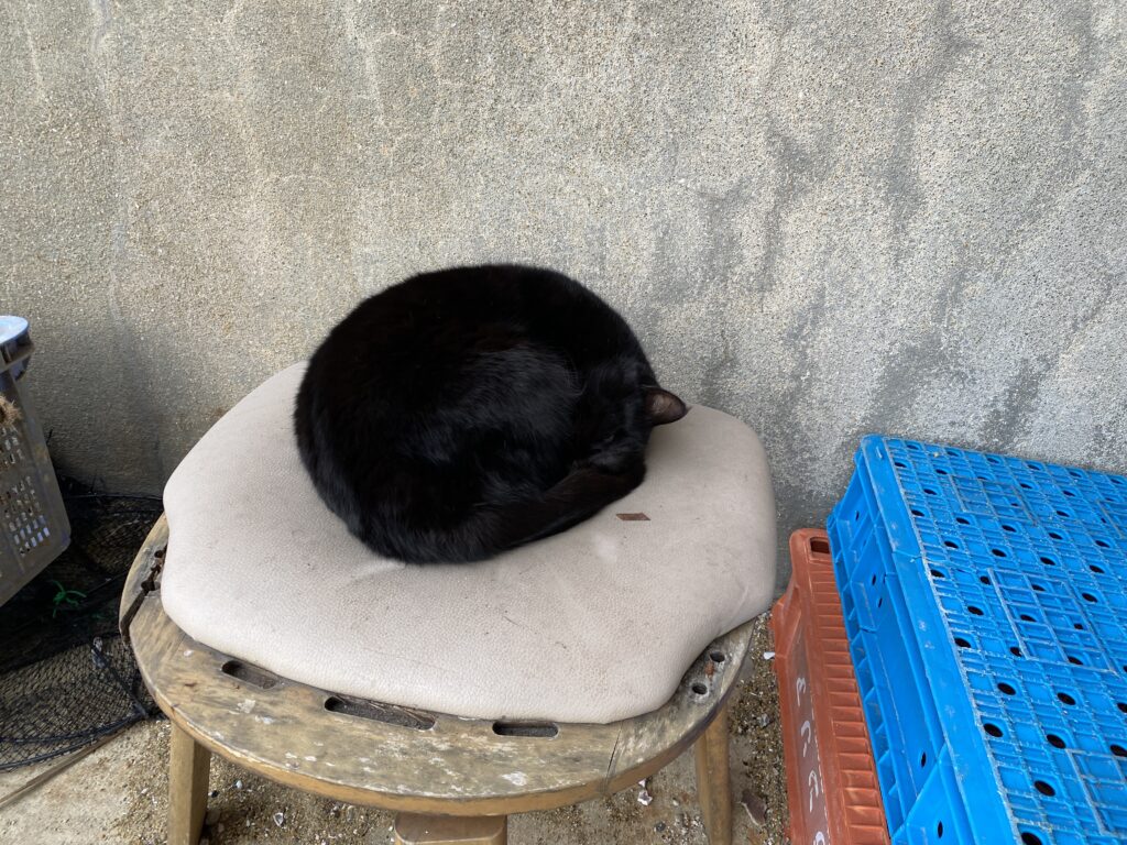 丸まった黒猫