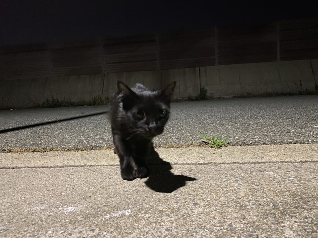 志賀島漁港にいた黒猫