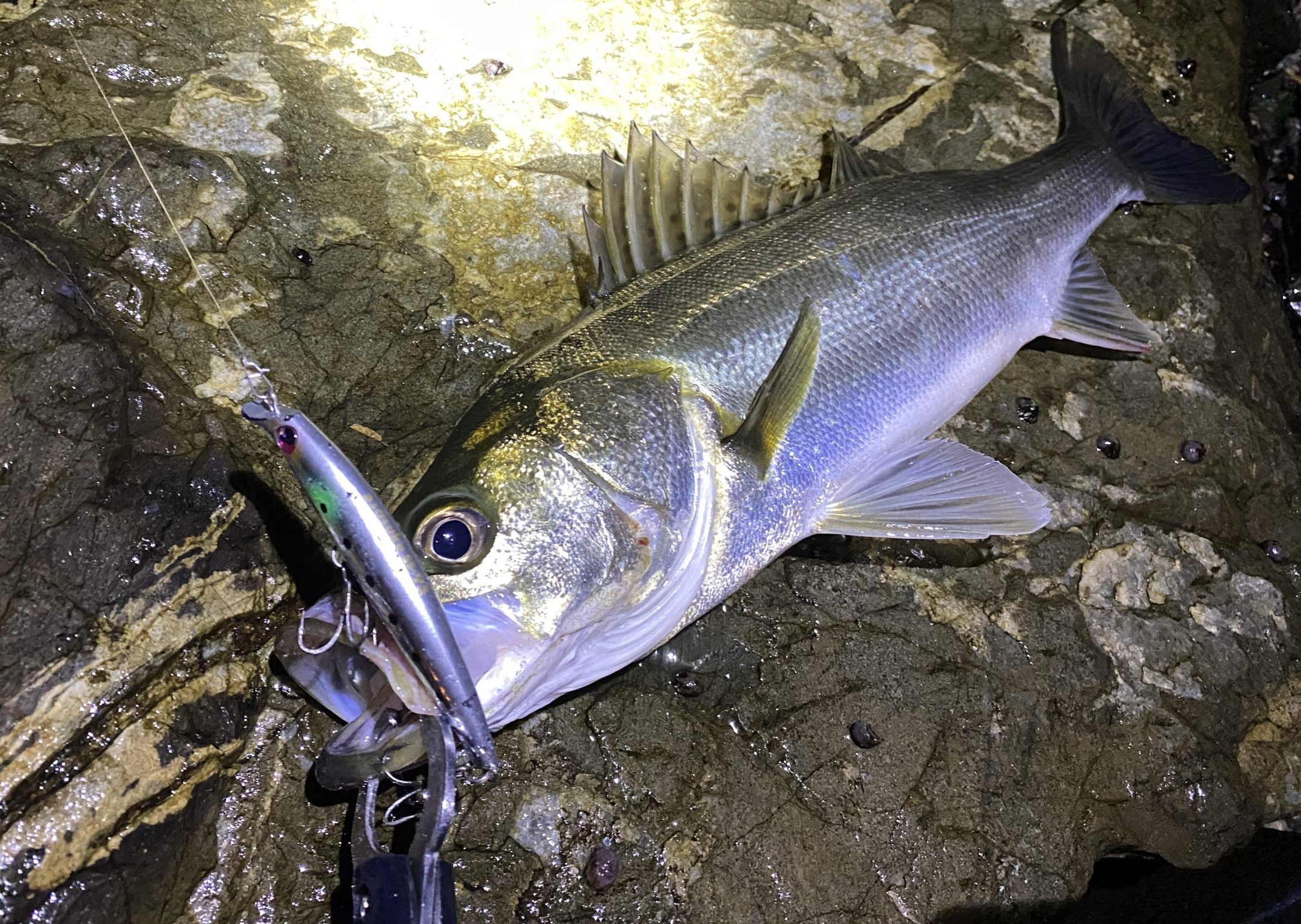 博多湾ナイトシーバスゲーム ルアーのアジャストに成功し タイムリミットギリギリで秋爆する Switch Blog