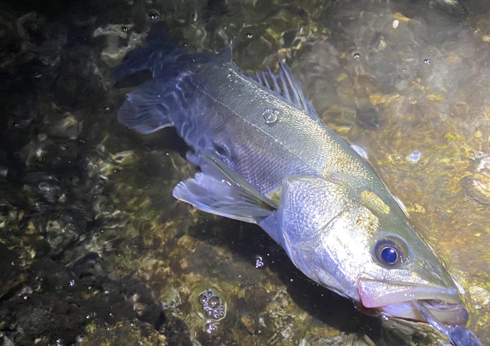 カニパターンで干潮時の釣れない定説を覆せ・・。博多湾