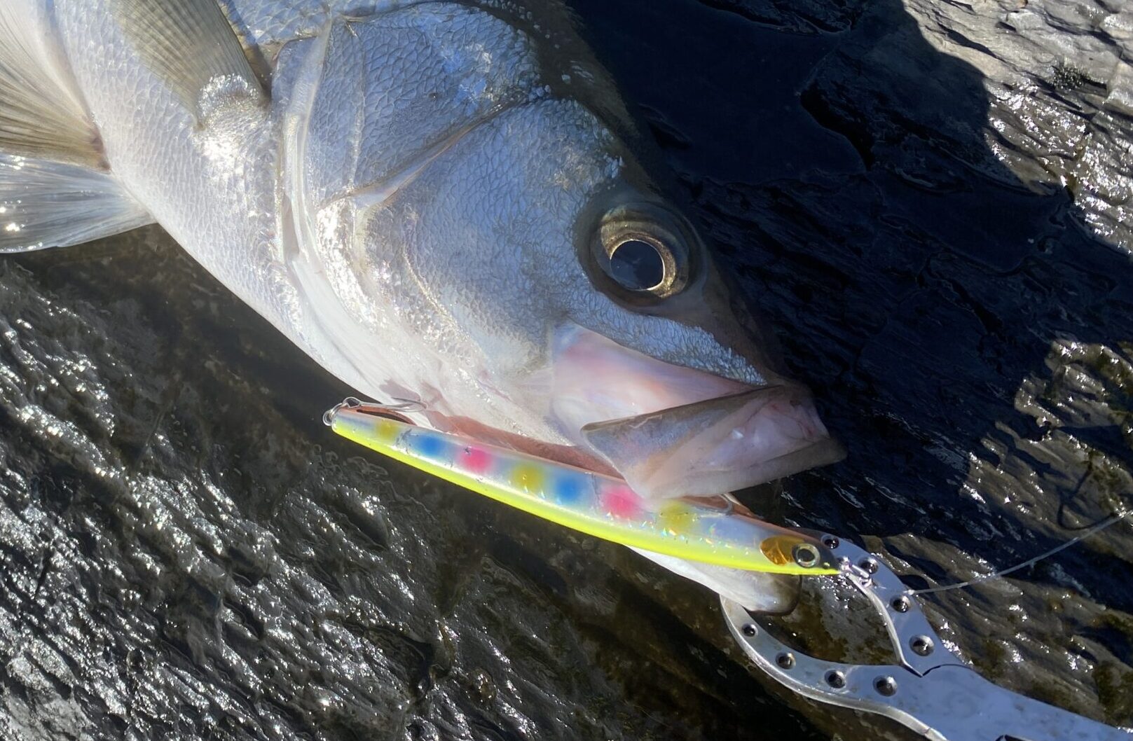 ヒラスズキルアー考察⑧】飛距離は正義・・。超遠距離狙撃系