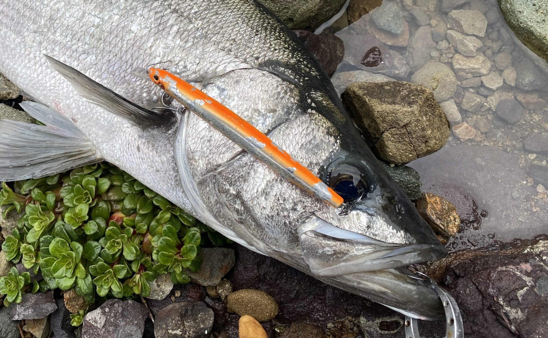 ヒラスズキルアー考察⑭】ミノーの中で1番飛ぶルアーはこれかも