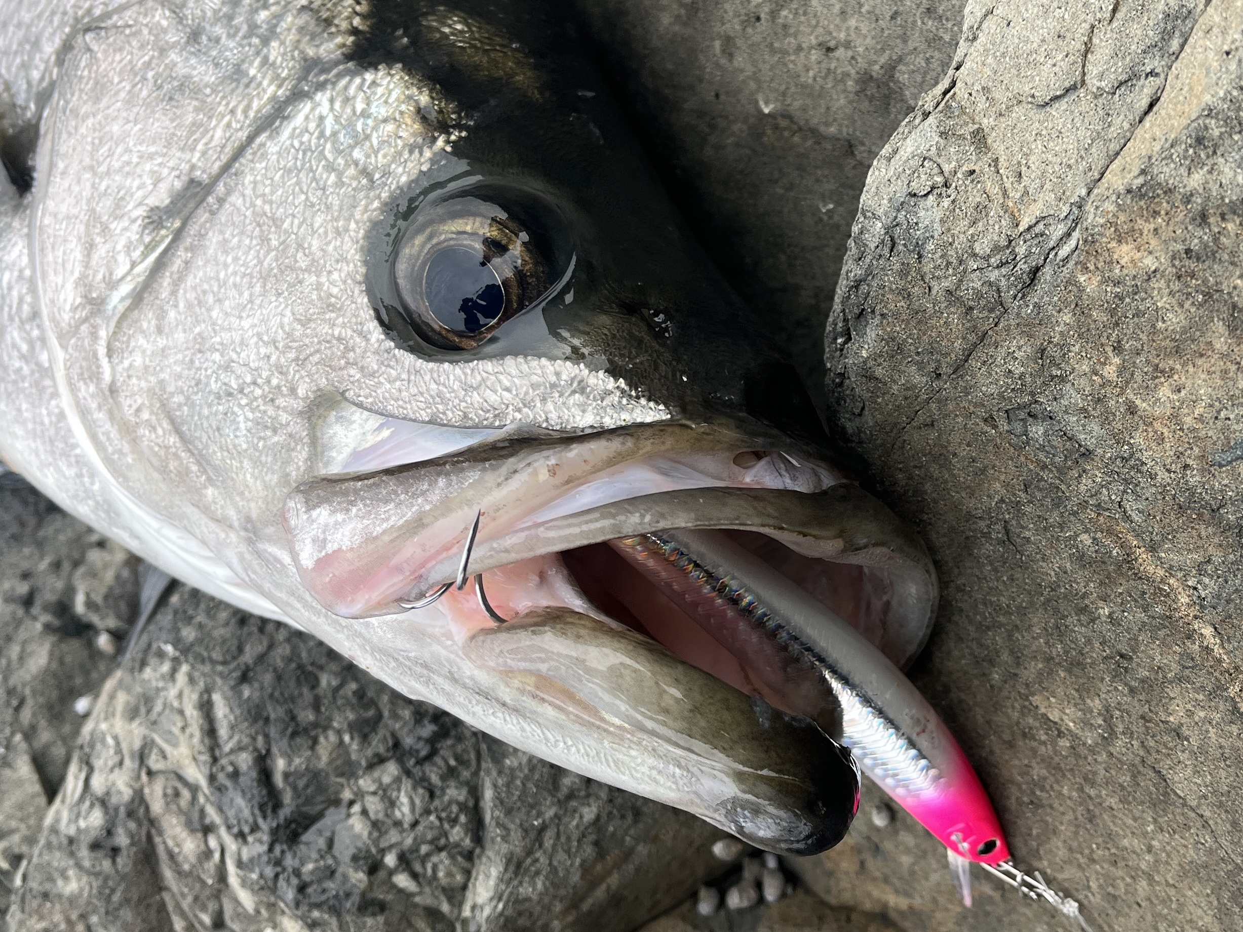 ルアー・フライ DAIWA A FISHING APE R50LD ダイワ× A FISHING APE VIB