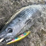 【2025年11月×ヒラスズキ②】― イン・ブルーム ―