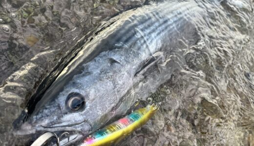 【2025年11月×ヒラスズキ②】― イン・ブルーム ―